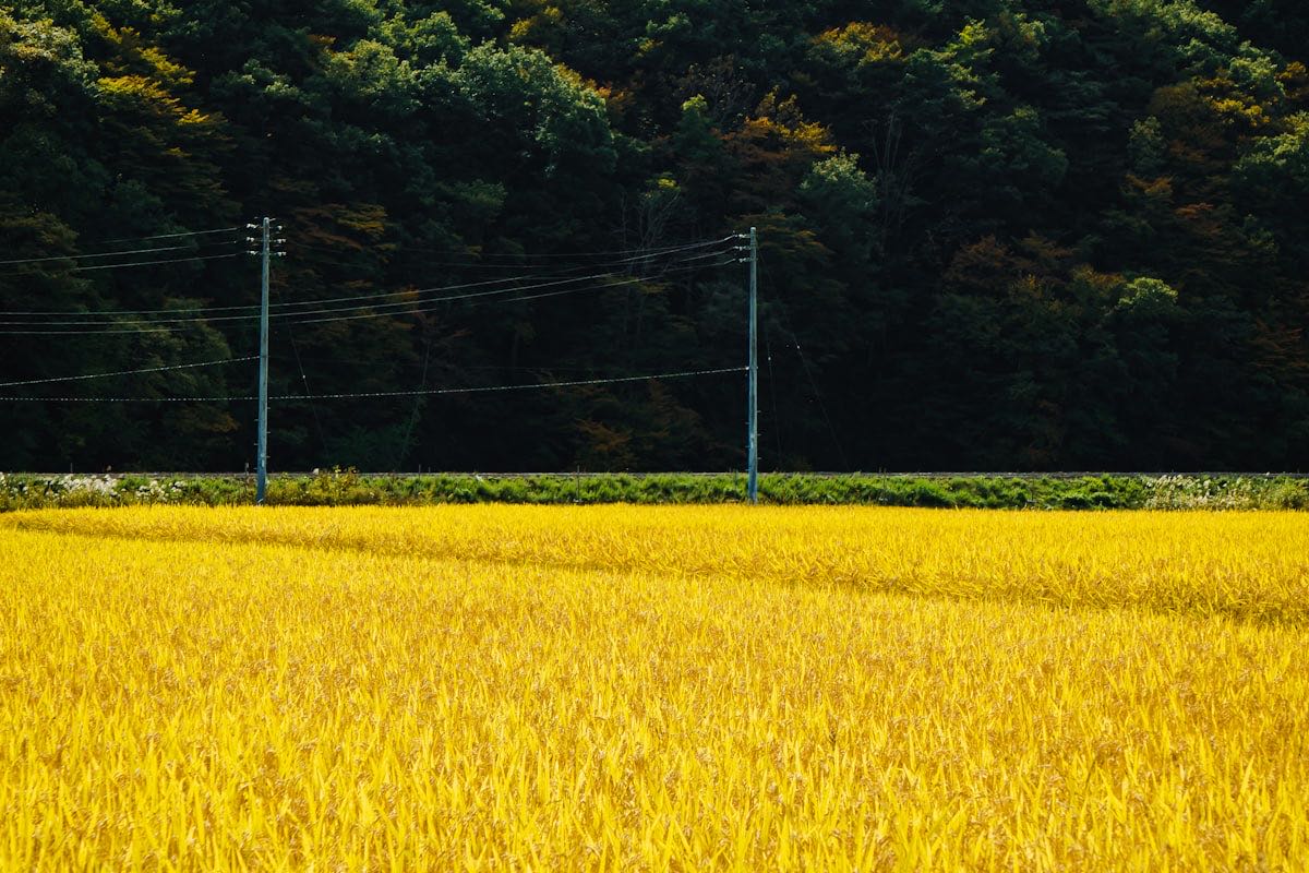 農地・山林に電気を引くといくら？ — 就農前に知る引き込み工事の費用実例・手順・契約の選び方2026